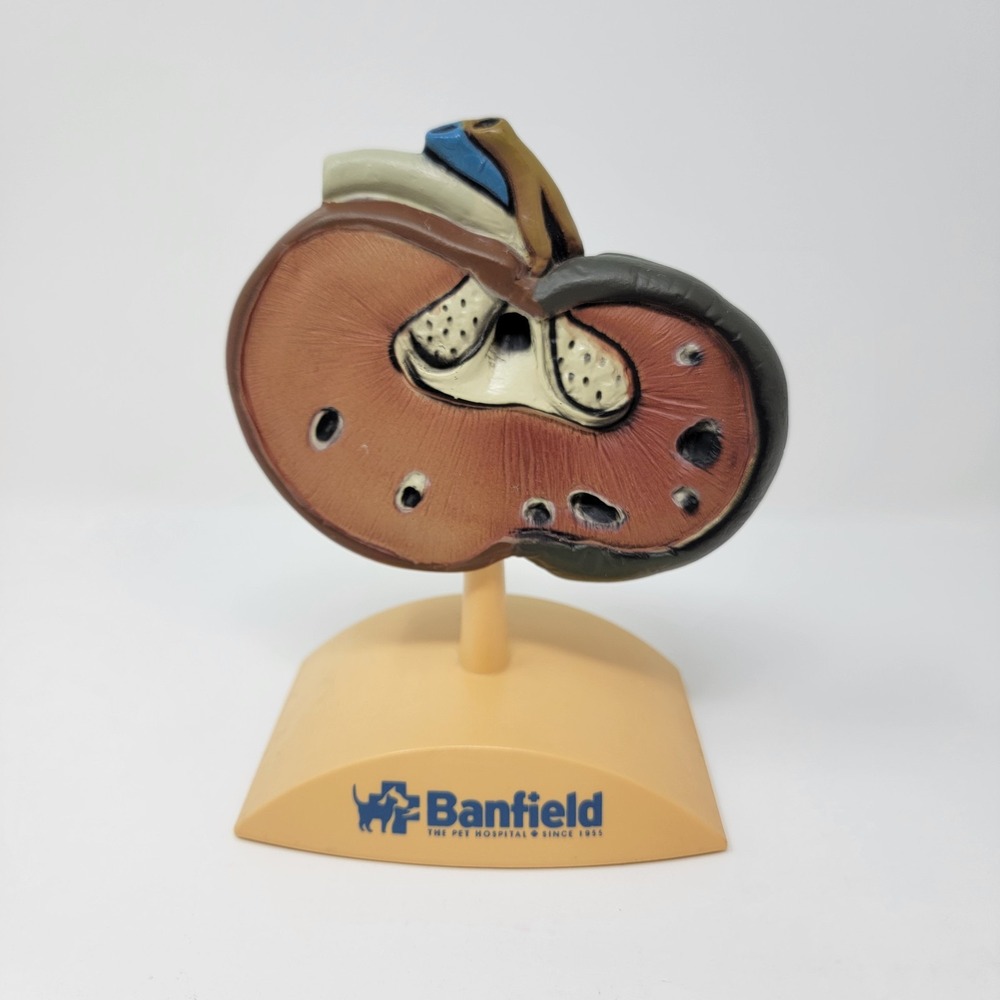 Banfield Veterinary Plastic Anatomical Model for Education - Canine Kidney